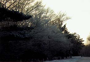 photo of frosty trees along the road....