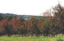 Orchard in Suttons Bay