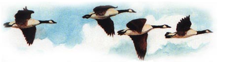 Illustration of Geese from the Book
