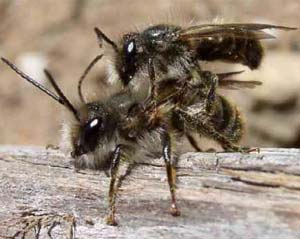 Hornface bee