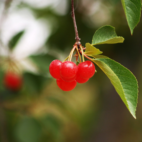 Tart Cherries by Andrew McFarlane