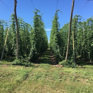 Michigan Hop Alliance hops