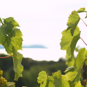 Grapes at Good Harbor Vineyards
