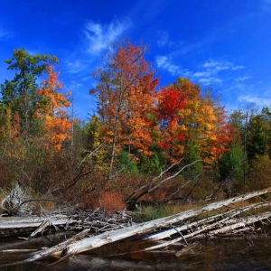Shalda Creek Colors by Eric Raymond