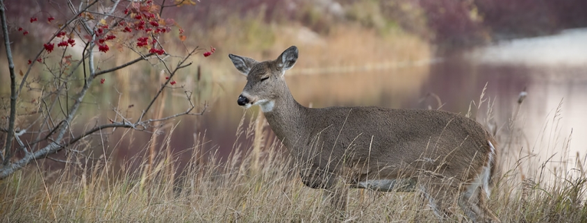 Peace Before The War by Mark Miller