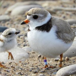 Piping Plovers by James Eye View Photography