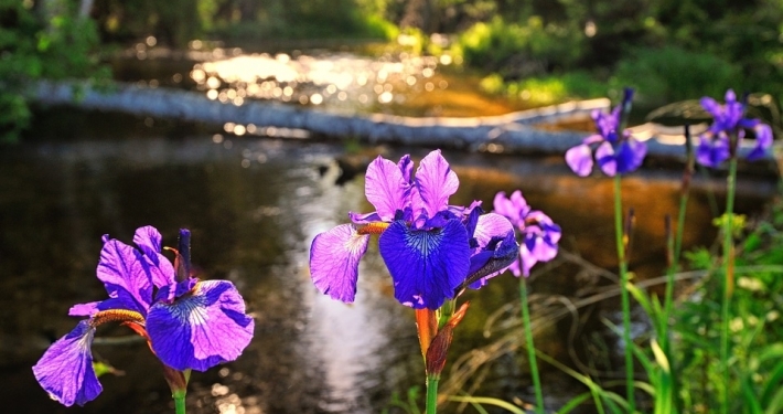 Shalda Creek Iris by Michigan Nut Photography