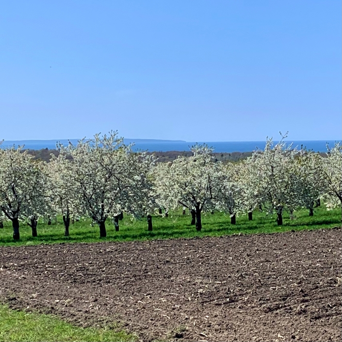 Cherry Blossoms Overlooking Lake Michigan