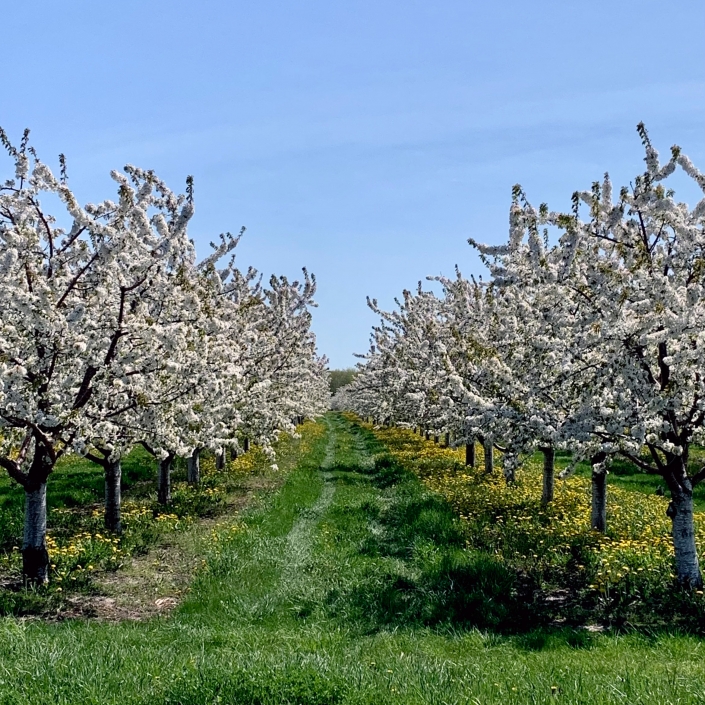 White & Gold Blossoms