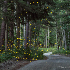 Fireflies ... Summer Nights by Ken Scott