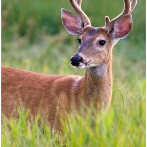 Makin' a Buck by Stacy Niedzwiecki