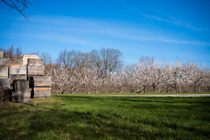 Sweet Cherry blossoms by Mark Smith