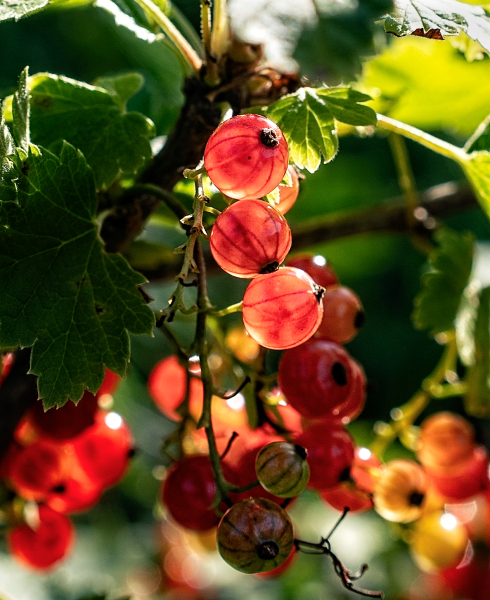 Ripening Redcurrants by Mark Smith