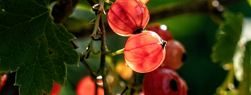 Ripening Redcurrants by Mark Smith