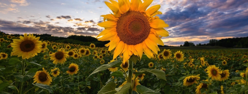 Twilight in a Sunflower Field by Neil Weaver Photography