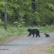 Saturday Morning Stroll by Mark Miller