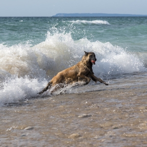 Wave Escape by Mark Miller