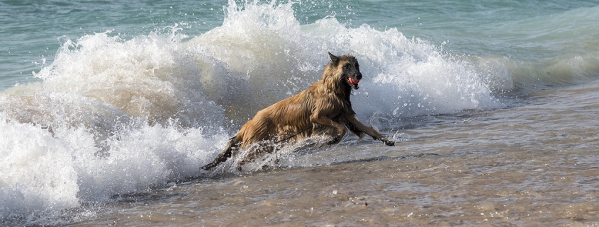 Wave Escape by Mark Miller