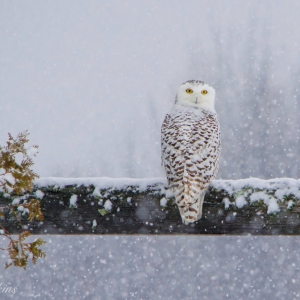 Snowy Owl, Snowy Northport by Sheen Watkins Photography