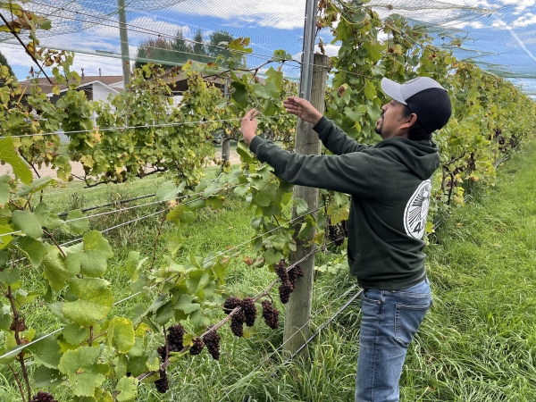 Bel Lago Winery vineyard manager Tomas Moreno