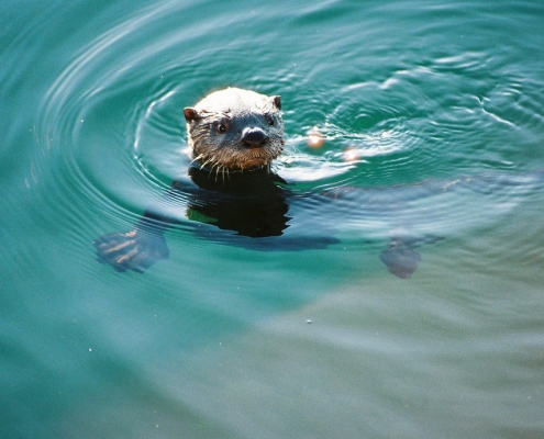 Otters by Spencer Jacobs