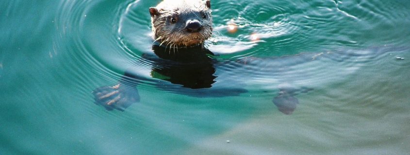 Otters by Spencer Jacobs