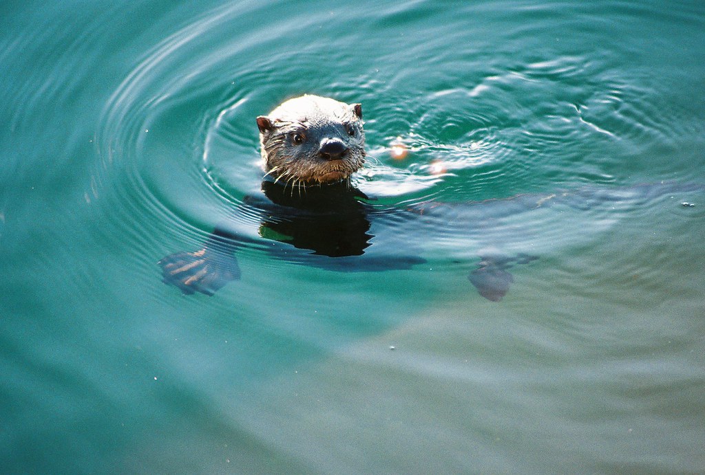 Otters by Spencer Jacobs