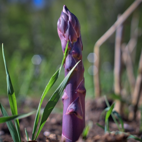 Purple Asparagus by Mark Smith
