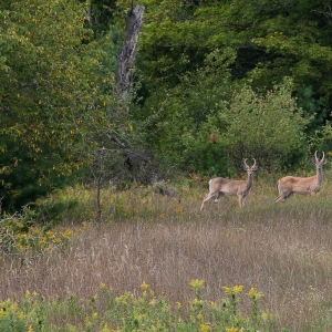 Two Bucks by Shane Wyatt