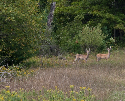 Two Bucks by Shane Wyatt