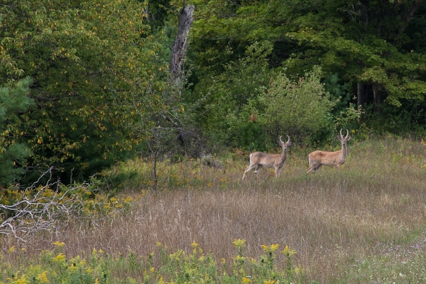 Two Bucks by Shane Wyatt