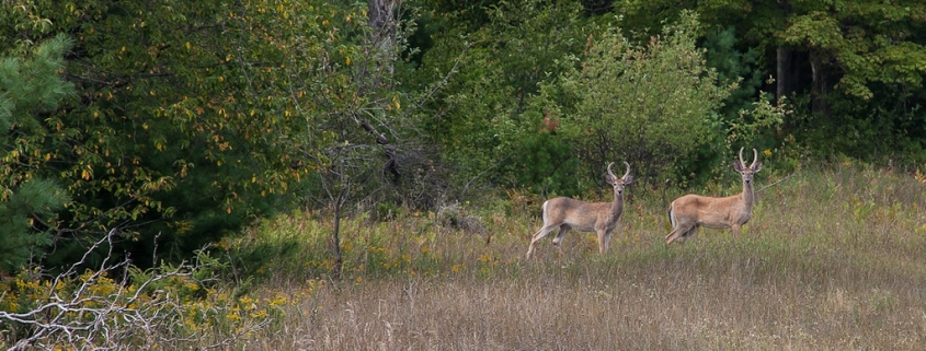 Two Bucks by Shane Wyatt