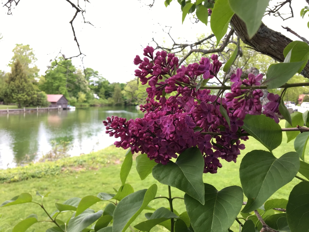 french-lilacs-carp-river-boathose