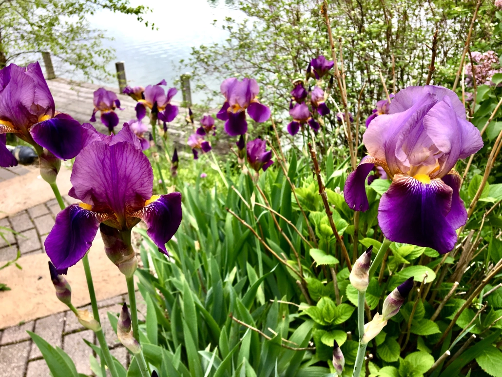 iris-at-leland-river