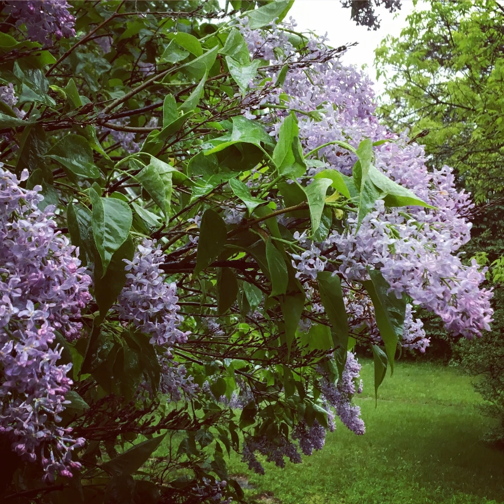 vintage-lilacs
